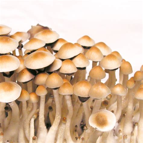 psilocybe cubensis growing conditions